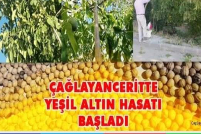 YEŞİL ALTIN HASADI BAŞLADI.